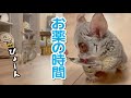 飛んでお薬を飲みに来るお猿【小指治療中】Pizzatoru the Bushbaby / ショウガラゴのピザトル #shorts