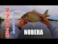 川にマッシュをブチ込んでブリブリのヘラちゃん釣るのが私の人生【小貝川 茨城県】