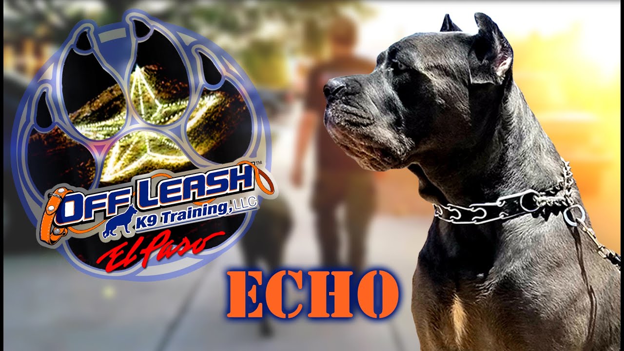 Cane Corso, Echo Best Dog Trainer El Paso, TX YouTube