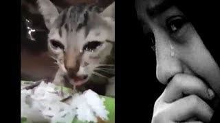 Subhanallah!!! Kucing ini Menangis Saat Dikasih Makan