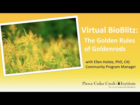 Virtual BioBlitz: The Golden Rules of Goldenrods (Goldenrod Identification)