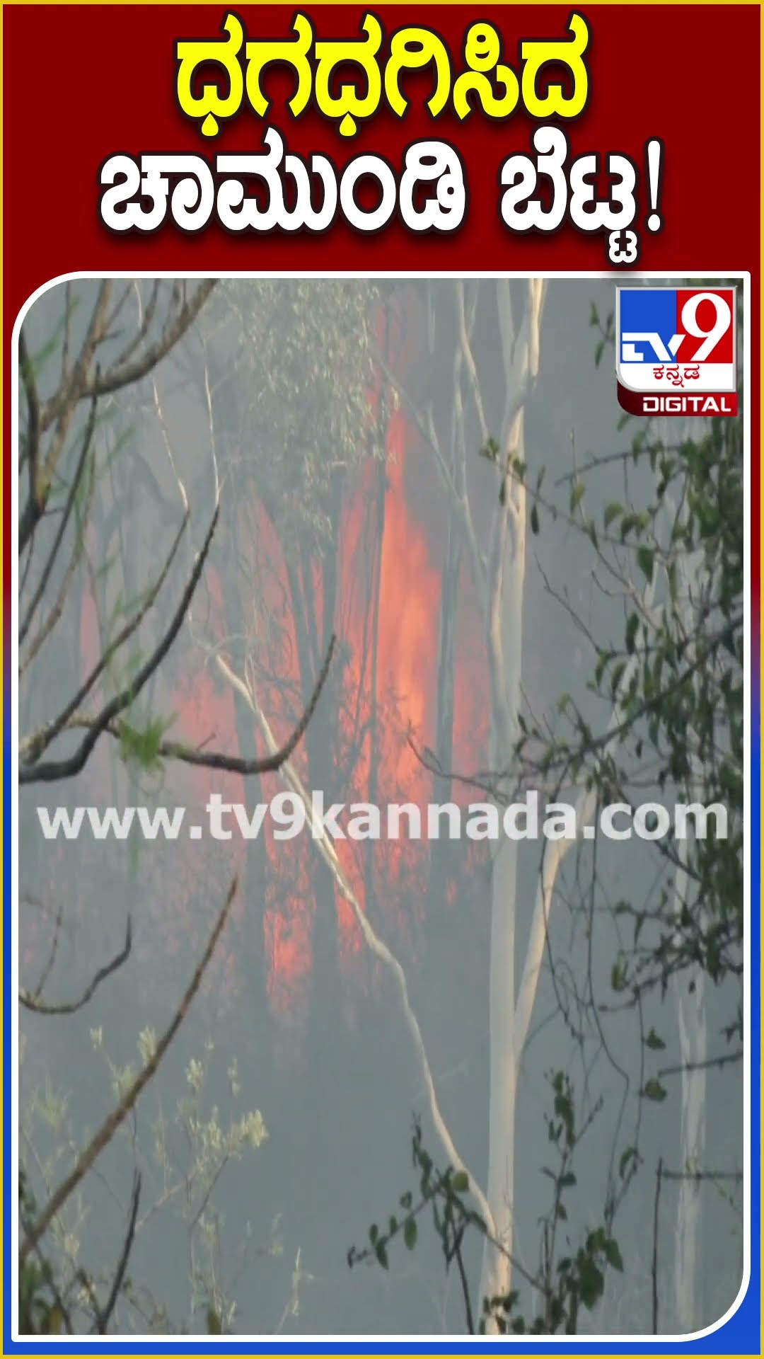 ಚಾಮುಂಡಿ ಬೆಟ್ಟದಲ್ಲಿ ಹೊತ್ತಿ ಉರಿದ ಬೆಂಕಿ! #Chamundihills #Tv9D