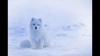 Beautiful Arctic Fox - Iceland&#39;s Only Native Mammal