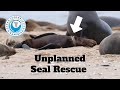 Unplanned Seal Rescue