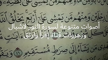 ماتيسر من سورة النور لاشبال وزهروات قناة إقرأ وارتق وليد