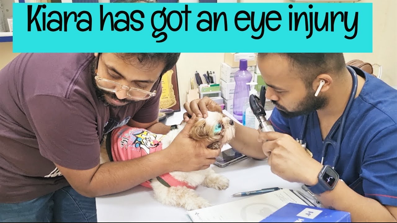 My Puppy Has Got An Eye Injury Importance Of Regular Health Checkup my-puppy-has-got-an-eye-injury-importance-of-regular-health-checkup