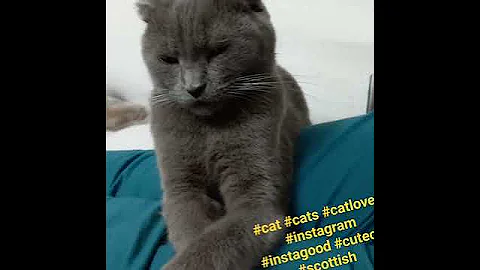 Watch the video about Lily cat #cat #cats #catlover #instagram #instagood