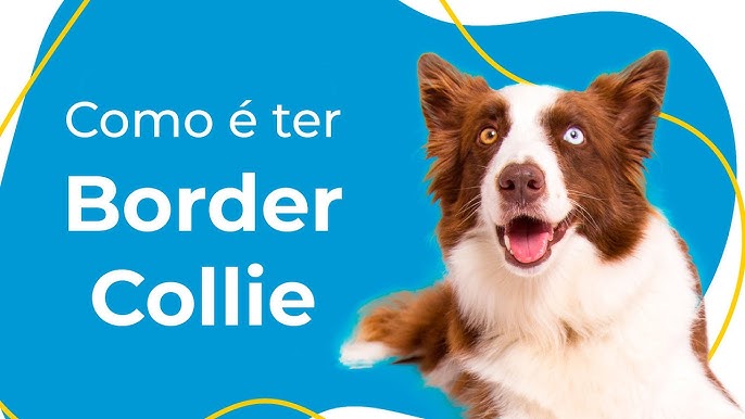 Cachorro Border Collie: conheça a raça! Blog da Pet Anjo