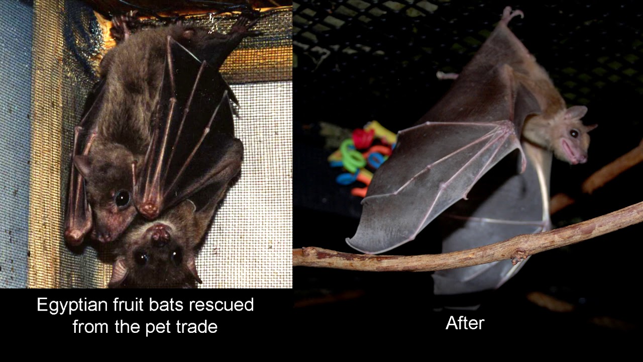 Bat World Sanctuary, Celebrating 25 Years Then & Now YouTube