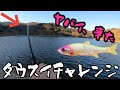 ダウスイチャレンジ【限定カラー】