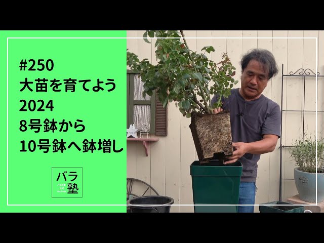 250 大苗を育てよう2024 8号鉢から10号鉢へ鉢増し - YouTube