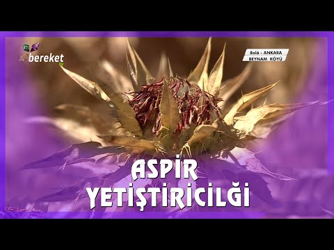 Video: Çervil Bitkisi Yetiştirme Hakkında Bilgi Edinin