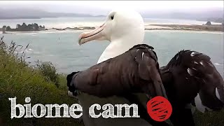 Royal Albatross Pair Camera Trap Footage | Biome Cam
