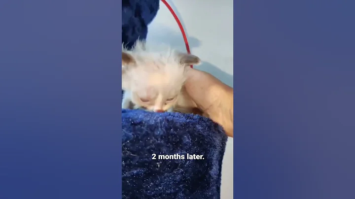 Watch the video about #viralvideo #cat #catmeow #catlover #youtube #kitten #viralvideos #viralshorts