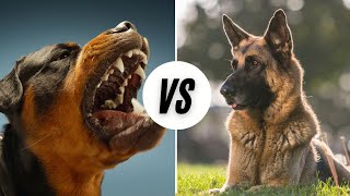 German Shepherd vs Rottweiler: Which is The Best For You In 2024