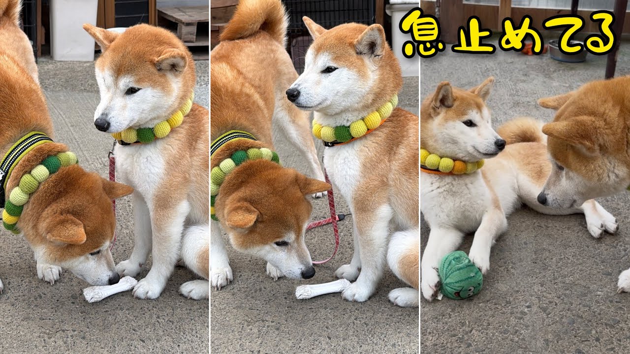 The Shiba Inu siblings, who occasionally stop breathing and time