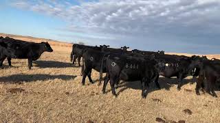 Larry Carol Wunschel Bred Cows 2021