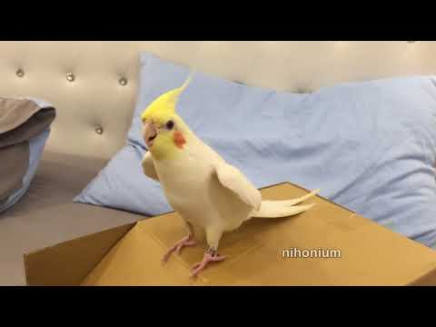 steppy-burd