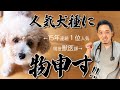 【人気犬種トップ10】病気、性格、飼いやすさなど獣医師がケチをつけていきます