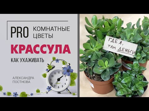 Крассула арборесценс уход в домашних условиях