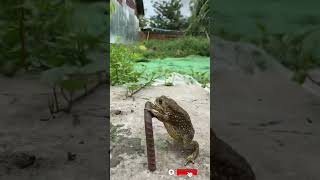 Cane toad 🐸 #frog #shorts