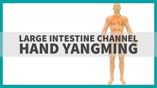 TCM Anatomy: Large Intestine Channel of Hand Yangming