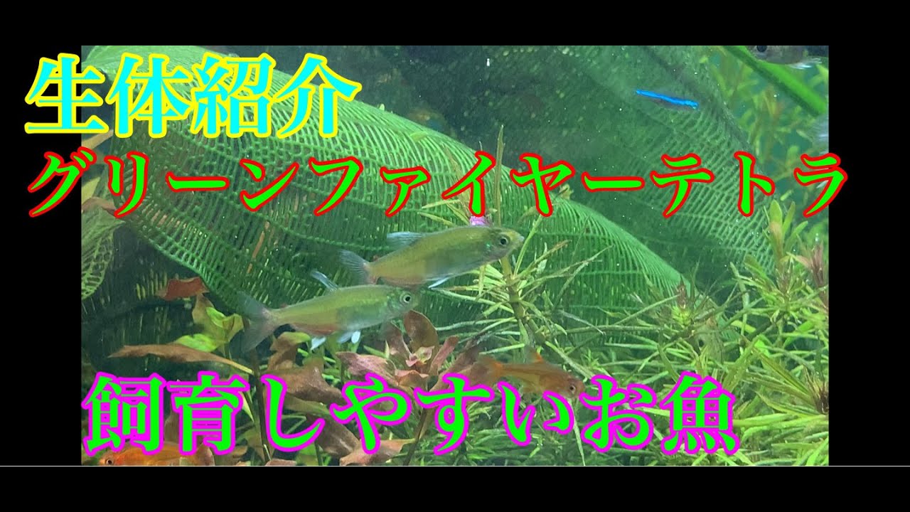 生体紹介 アクアリウム グリーンファイヤーテトラ 熱帯魚 お魚 水草水槽 外部フィルター Youtube