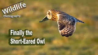 Wildlife photography, Short-Eared Owls | Canon R5