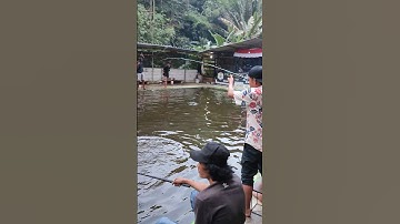 mantap ini.. #kpsumberan #mancing #fishing #shorts #video #viral #ikan #fish