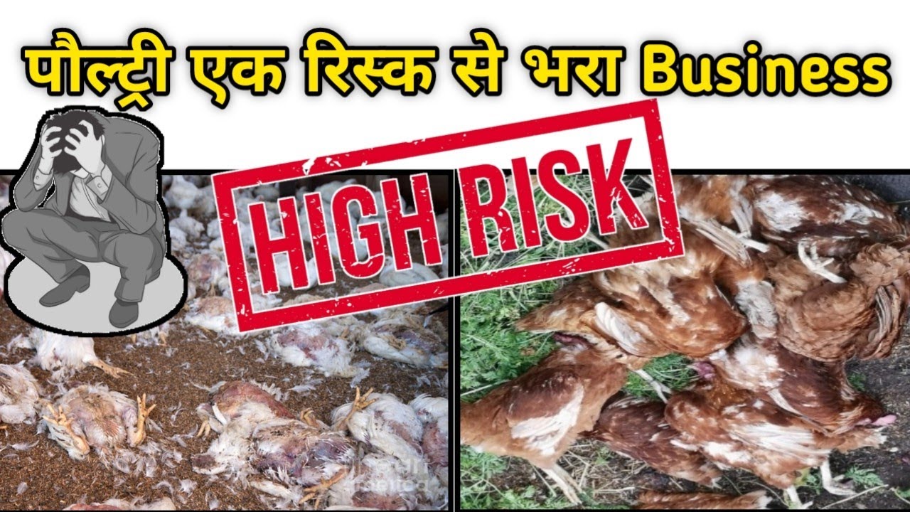 Poultry Farming Risks पौल्ट्री फार्मिंग मे रिस्क || Risk In Poultry Farming || Loss in ...