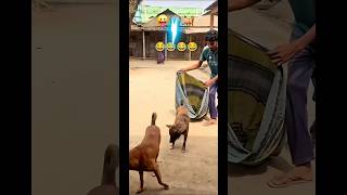 Funny dogs😂wait forend #funnyclipclub#funny#comedy#prank#laugher#trending#shortfeed#hilariousfails