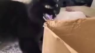 Angry cat bite cardboard box