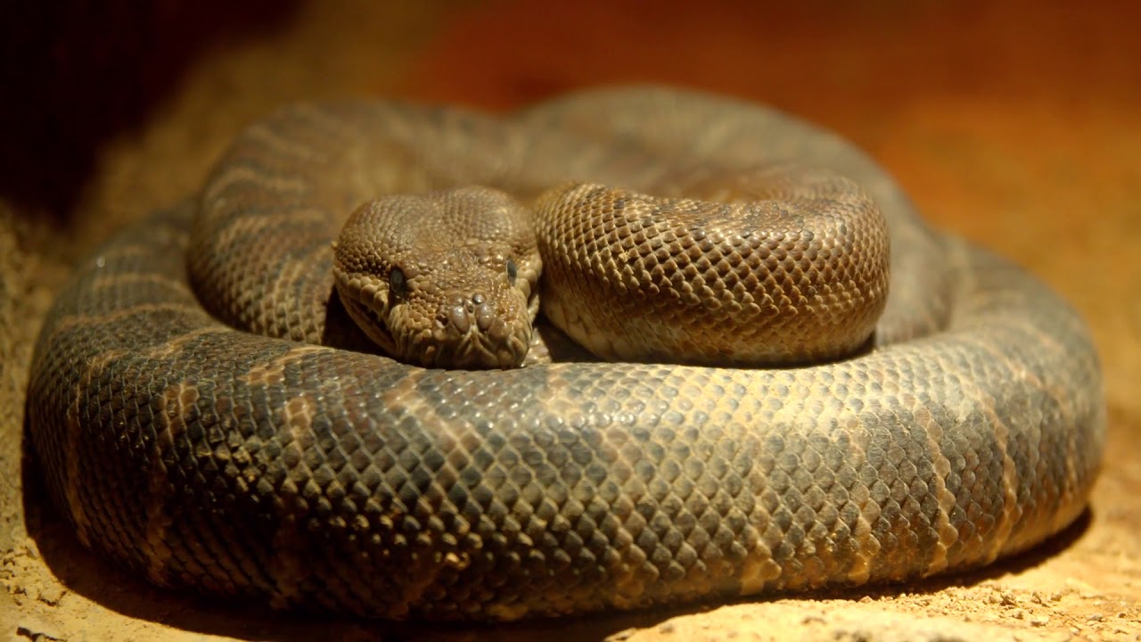 close up 4k shot of curled up rattlesnake - YouTube