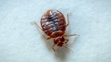 Bed Bug