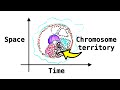 DNA Replication Domains