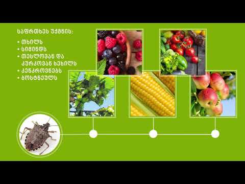 როგორ ვებრძოლოთ აზიურ ფაროსანას