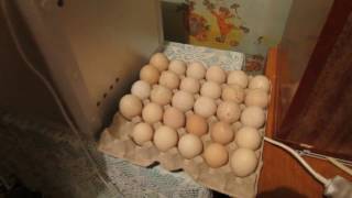 Инкубация индеек, цесарок и куриных яиц Часть 1 Инкубация индеек, цесарок и куриных яиц Часть 1
