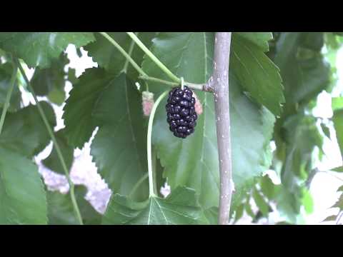Mulberry tree – grow, care & harvest (Eat a lot)