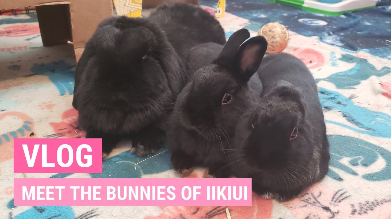 Meet My Bunnies! | iiKiui