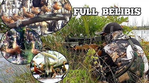 SPOT EXTREM BELIBIS NYA RIBUAN POIN SAMPEK DI PIKUL | BERBURU BELIBIS