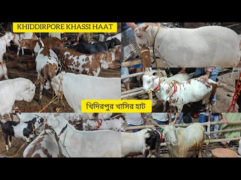 22 May 2026 ❤️ KHIDDIRPORE KHASSI HAAT 2026 ❤️ খিদিরপুর খাসির হাট 2026❤️#kolkata 