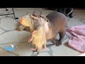 Big Brother Otter Wants to Carry the Baby!