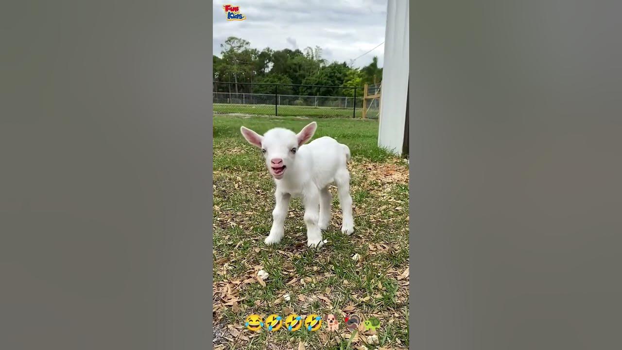 funny animal kids 😻🦃🐱🤣🤣 #funny #viral #funnyvideo - YouTube