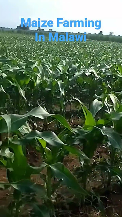 Maize Farming in Malawi