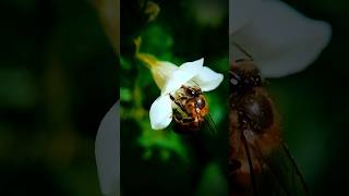 Nature photography edit ☘️📷 #mobilephotography #srilanka #nature #miusic screenshot 3