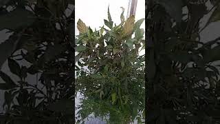 episode 10 Greenhouse  installation #hightimes  #weedgirls  #hightimesmagazine