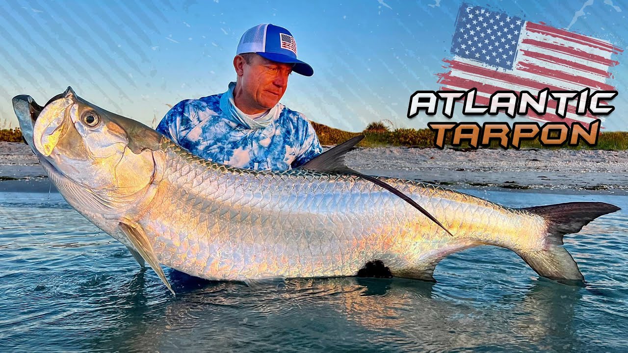 Габор Деме -  Большые хищники Американских диких вод – Атлантический Тарпон