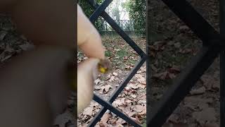 شاهد هذا الدبور قاتل النحل 