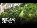 Michigan officials narrowing in on potential source of cyclosporiasis outbreak