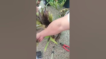 Cách tách cây con ổ rồng - tách và lên bảng ổ rồng Veitchii Green #platycerium #orong